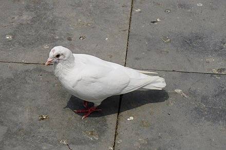 Feral pigeon by Ruby Feng. Creative Commons Attribution 4.0